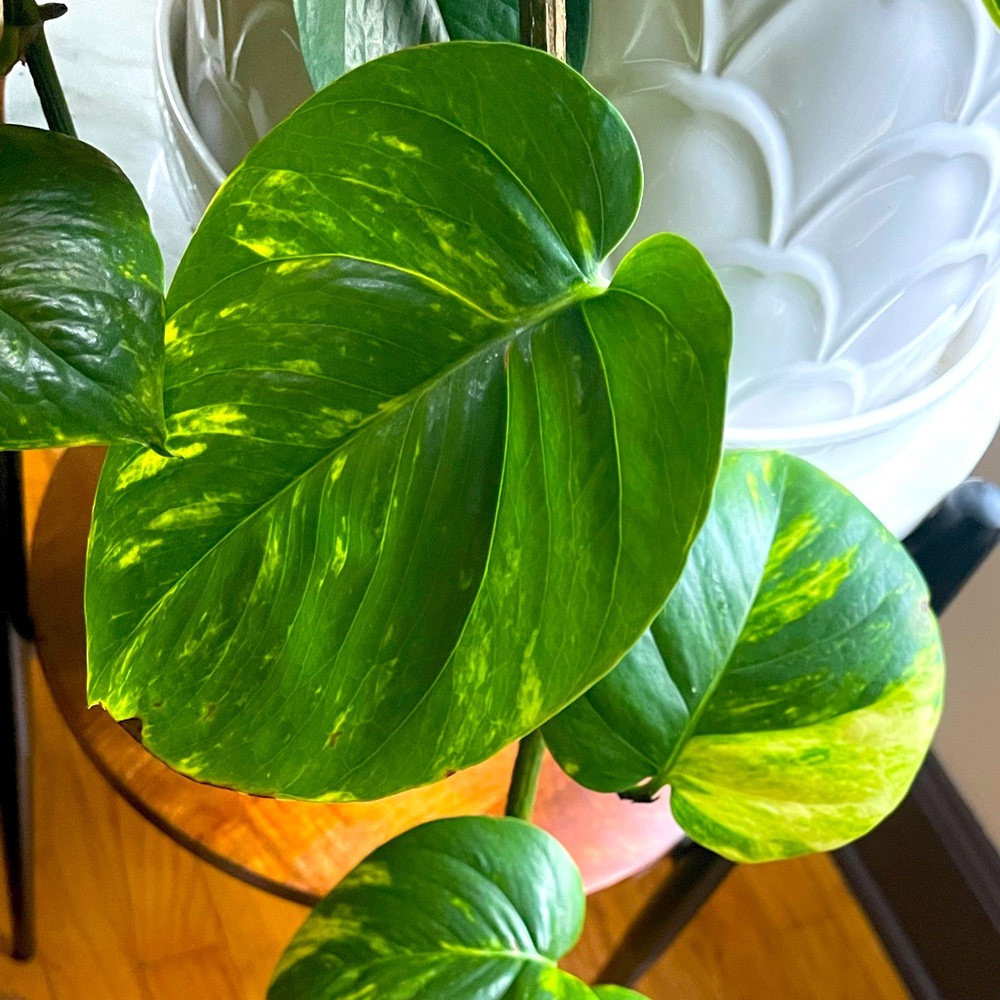 Meet your Posher, Tericka